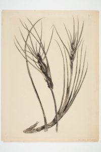 Desmoschoenus spiralis (48752576948)