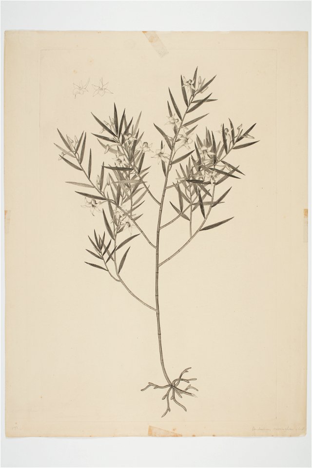 Dendrobium cunninghamii (48752708787)