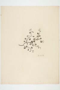 Dichondra repens (48753693801)