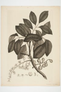 Dysoxylum spectabile (48752786211)