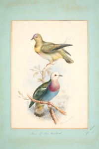 Doves of San Cristoval (48753443022)