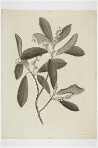 Elaeocarpus dentatus (48752260303)