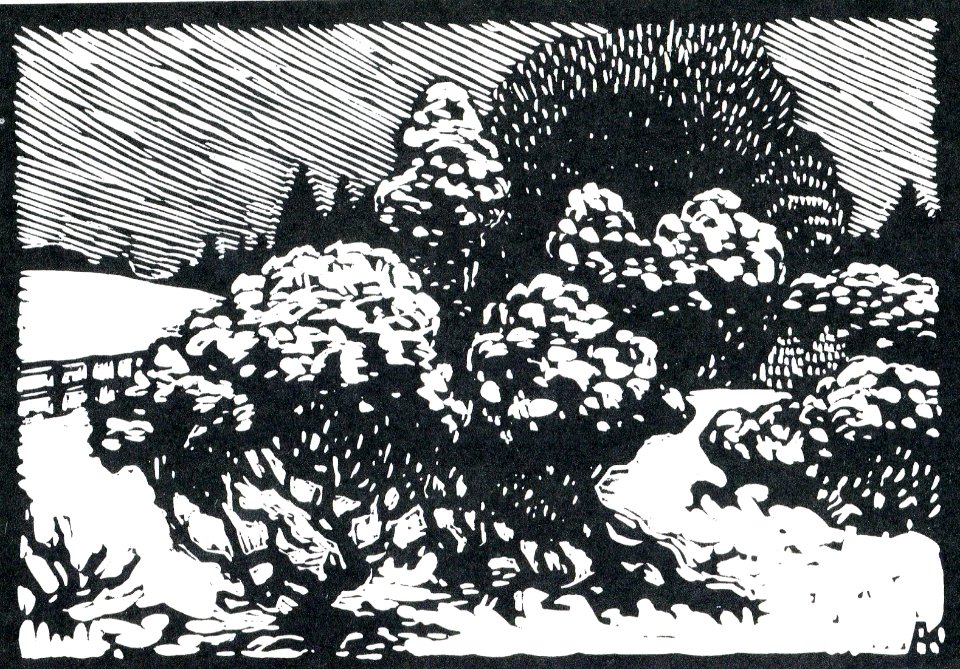 Albert König Wacholder im Schnee