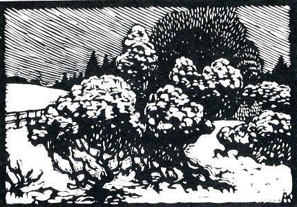 Albert König Wacholder im Schnee