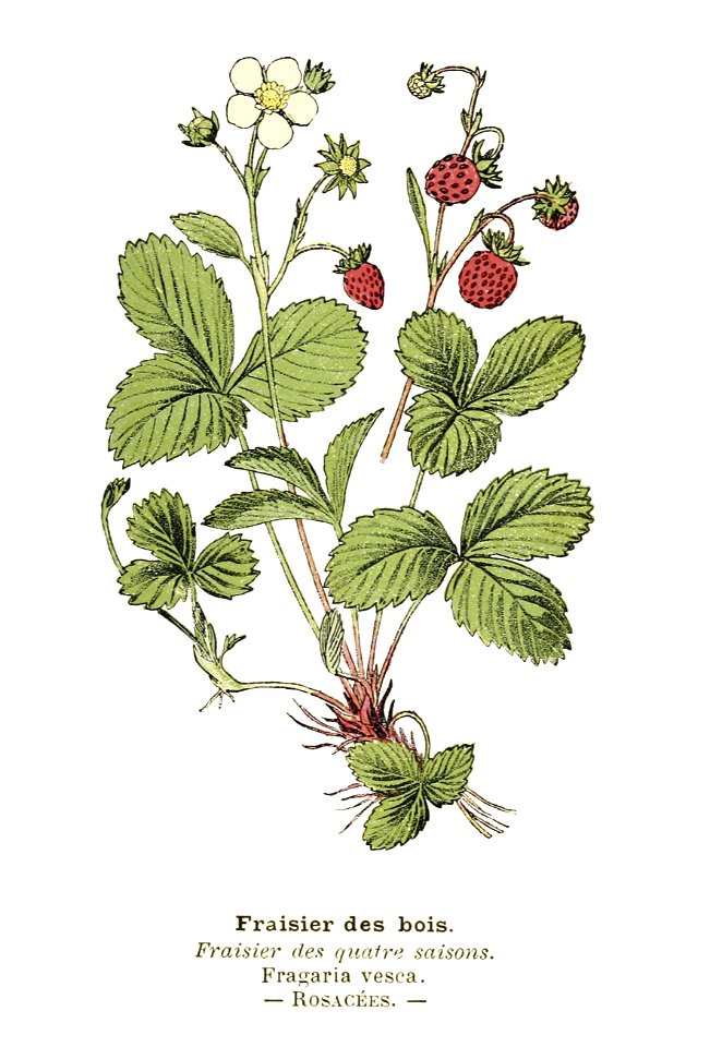 Atlas de poche des plantes des champs, des prairies et des bois (PLATE 27) clean