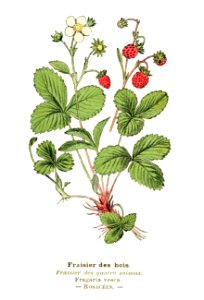 Atlas de poche des plantes des champs, des prairies et des bois (PLATE 27) clean