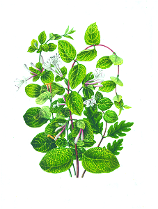 004-Lonicera brachypoda