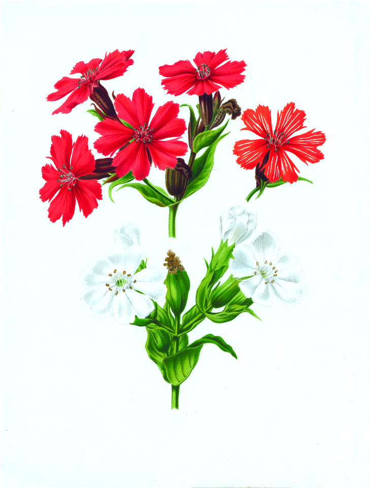 005-lychnis Grandiflora - Free Stock Illustrations 