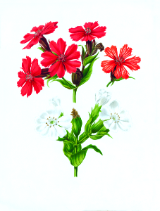 005-Lychnis grandiflora