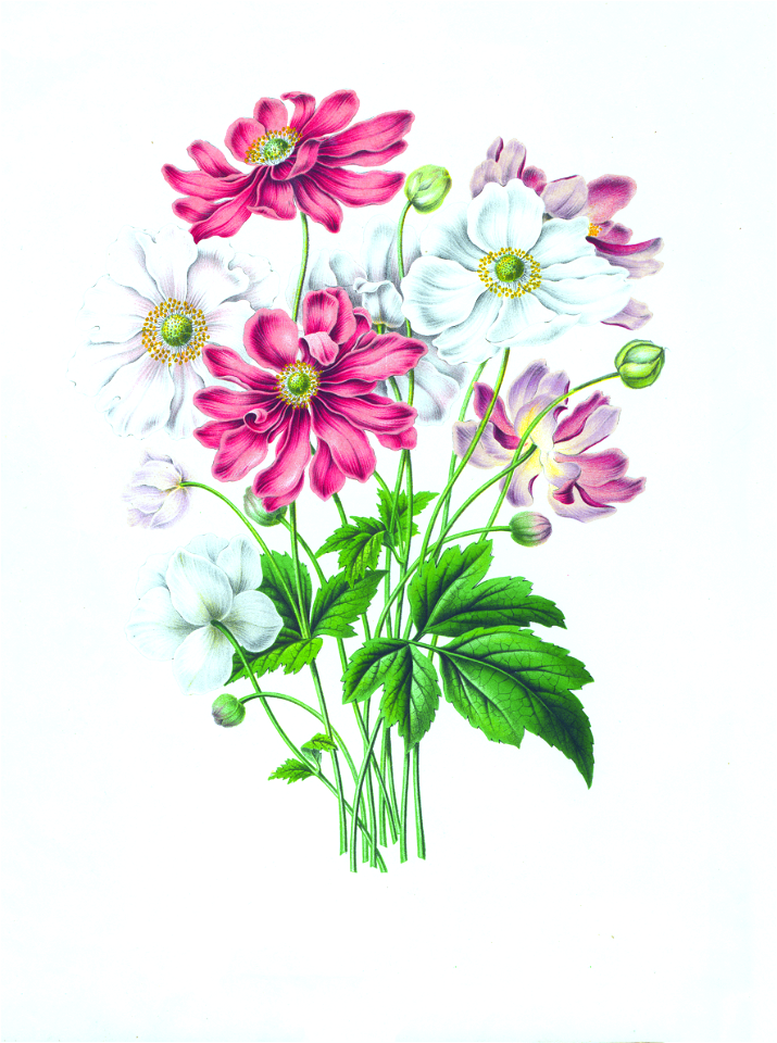 007-Anemone hupehensis