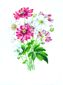 007-Anemone hupehensis