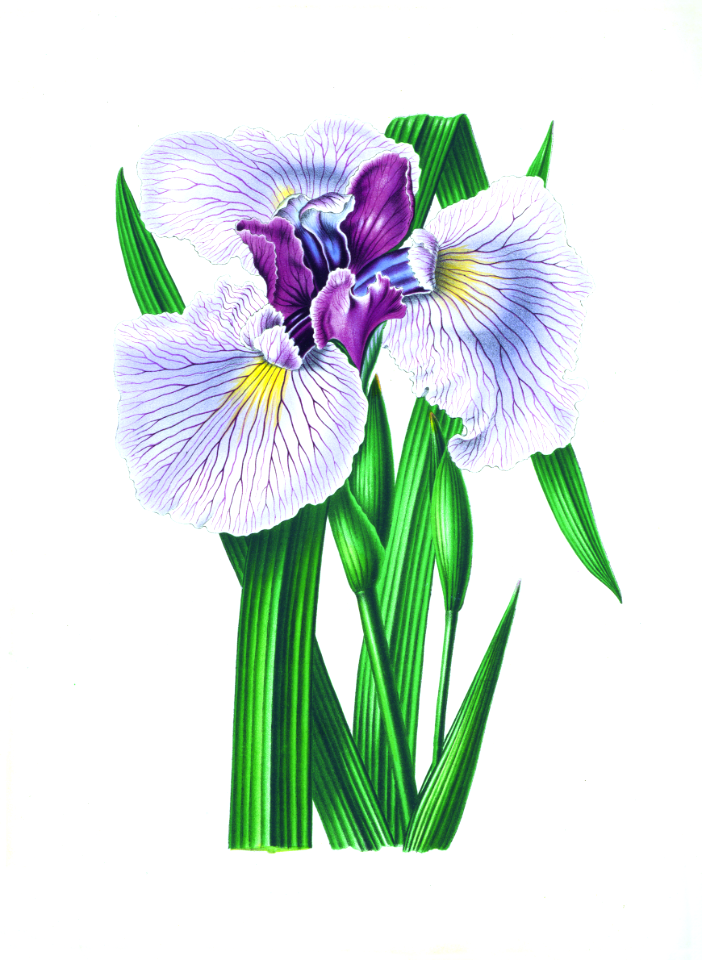 009-Iris ensata | Creazilla