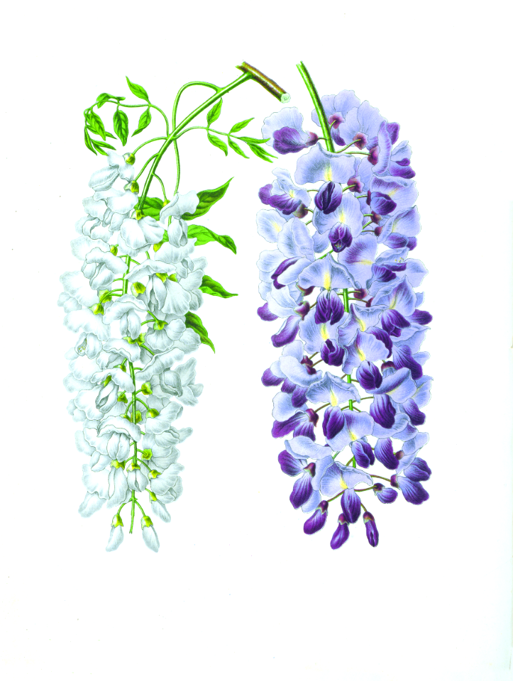 011-Wisteria sinensis