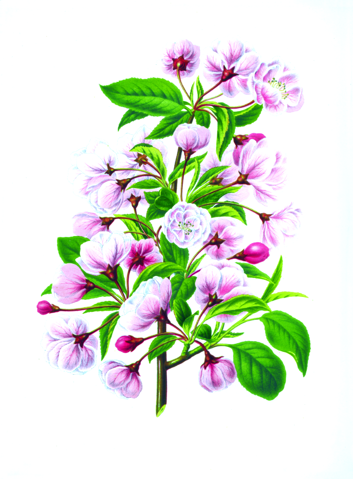 013-Malus x spectabilis