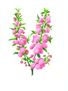 014-Prunus japonica