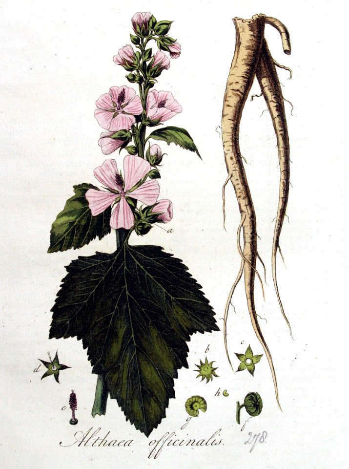 Althaea officinalis — Flora Batava — Volume v4