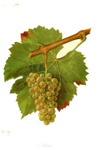 Altesse savoie