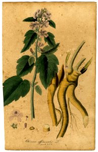 Althaea officinalis Mann