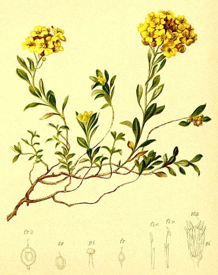 Alyssum cuneifolium Atlas Alpenflora