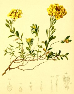 Alyssum cuneifolium Atlas Alpenflora