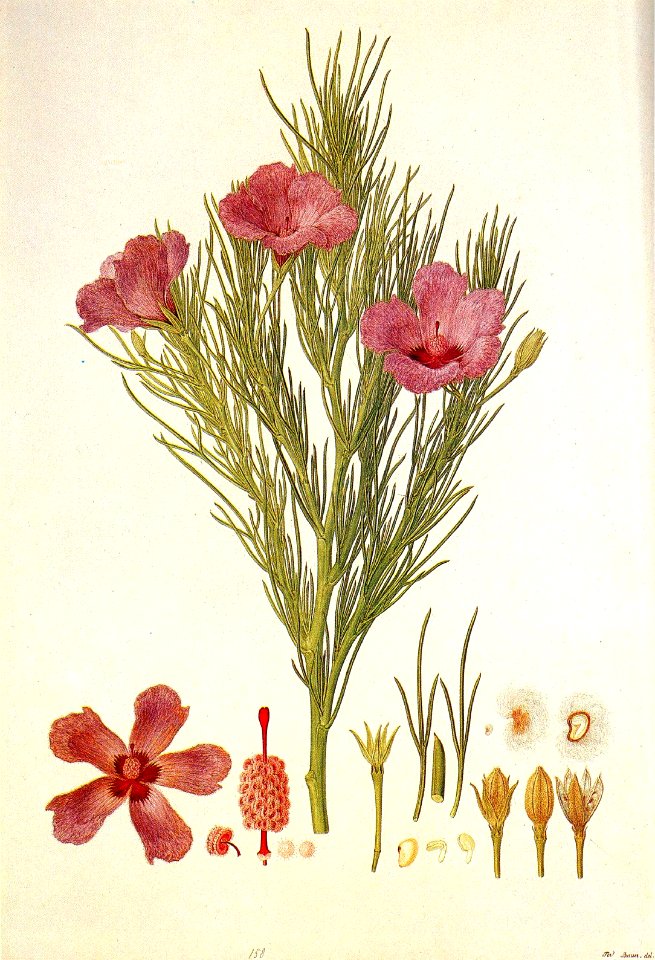 Alyogyne hakeifolia (Bauer)