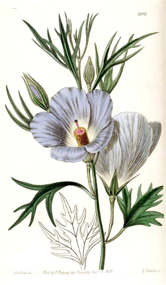 Alyogyne hakeifolia (Hibiscus lilacinus) Edwards's Bot. Reg. 23.2009.1837
