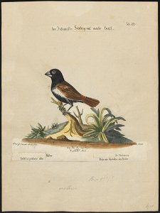 Amadina malacca - 1700-1880 - Print - Iconographia Zoologica - Special Collections University of Amsterdam - UBA01 IZ15900179