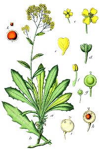 Alyssum saxatile Sturm19