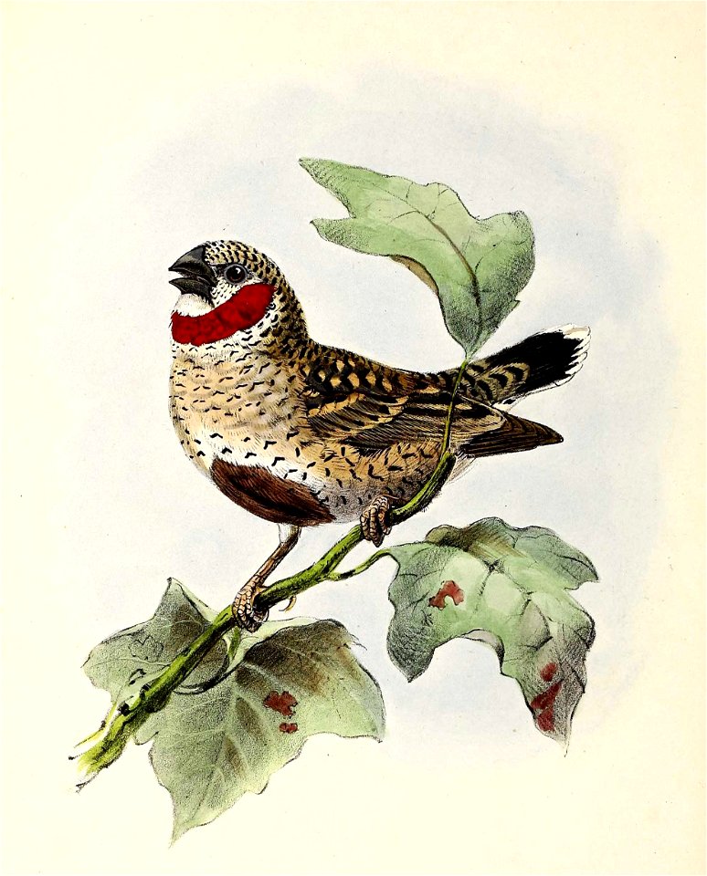 Amadina fasciata 1873