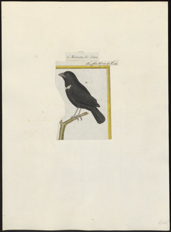 Amadina notata - 1700-1880 - Print - Iconographia Zoologica - Special Collections University of Amsterdam - UBA01 IZ15900167