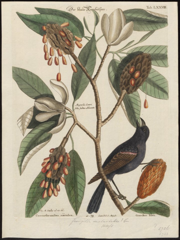 Amadina fimbriata - 1700-1880 - Print - Iconographia Zoologica - Special Collections University of Amsterdam - UBA01 IZ15900163