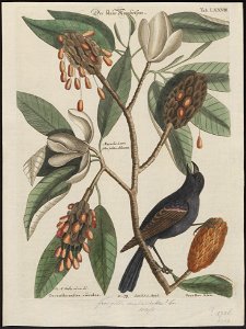 Amadina fimbriata - 1700-1880 - Print - Iconographia Zoologica - Special Collections University of Amsterdam - UBA01 IZ15900163