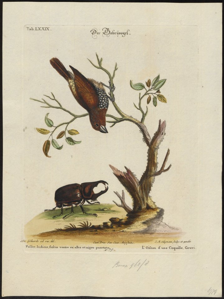 Amadina punctulata - 1700-1880 - Print - Iconographia Zoologica - Special Collections University of Amsterdam - UBA01 IZ15900193
