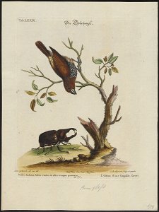 Amadina punctulata - 1700-1880 - Print - Iconographia Zoologica - Special Collections University of Amsterdam - UBA01 IZ15900193