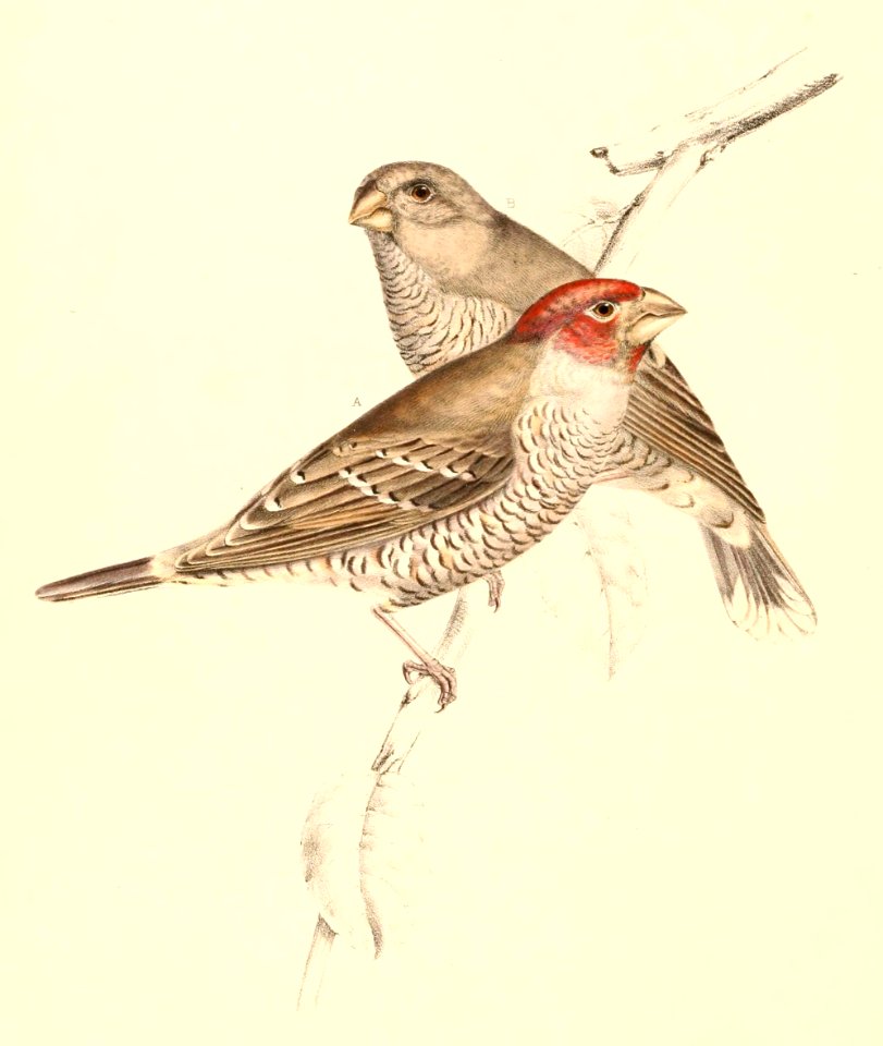Amadina erythrocephala 1838