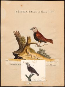 Amadina maja - 1700-1880 - Print - Iconographia Zoologica - Special Collections University of Amsterdam - UBA01 IZ15900175