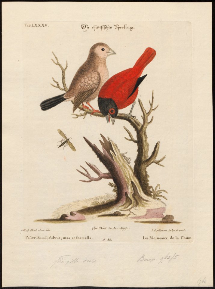 Amadina sinensis - 1700-1880 - Print - Iconographia Zoologica - Special Collections University of Amsterdam - UBA01 IZ15900183