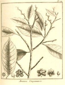Amanoa guianensis Aublet 1775 pl 101