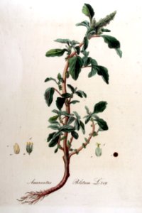 Amaranthus blitum — Flora Batava — Volume v9. Free illustration for personal and commercial use.