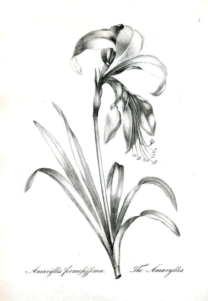 Amaryllis formosissima (BM 1899,0713.208.7)