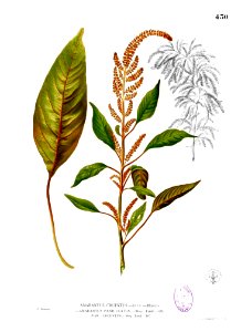 Amaranthus cruentus Blanco2.430