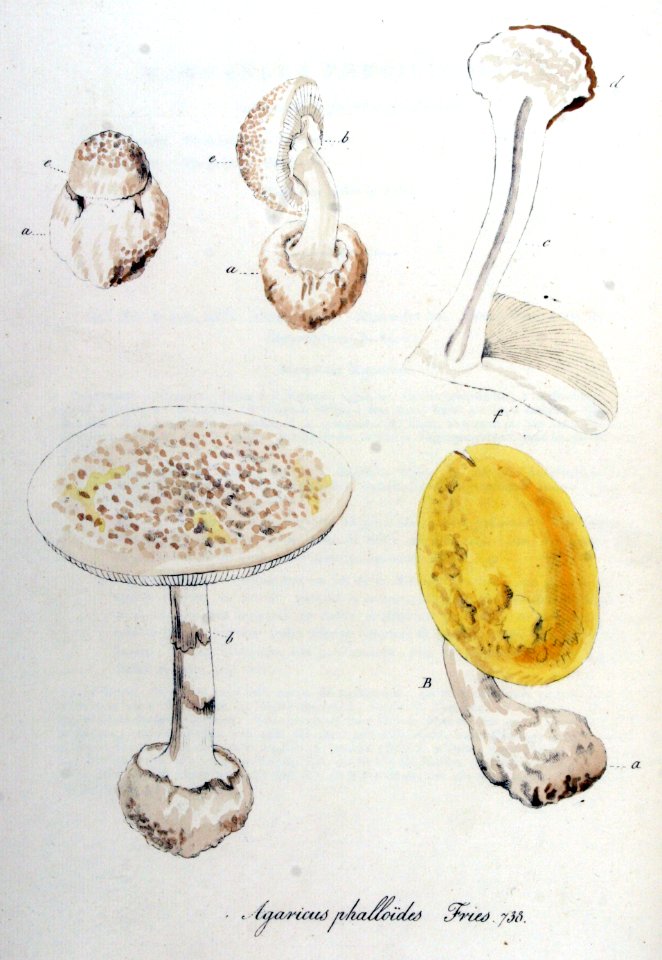 Amanita phalloides — Flora Batava — Volume v10