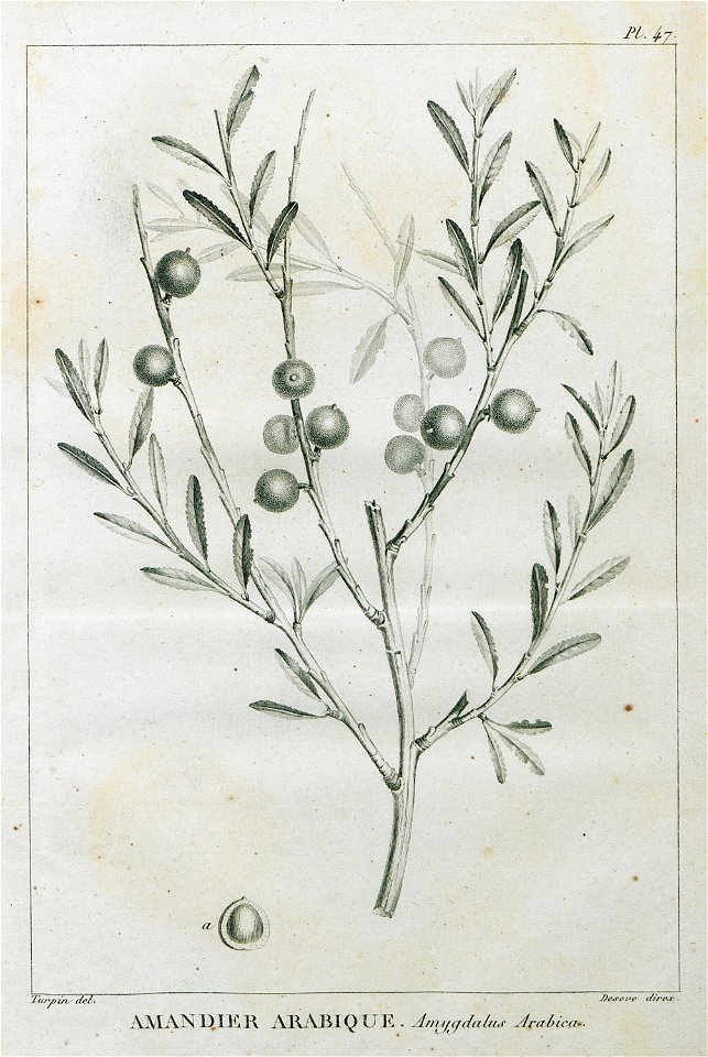 Amandier Arabique Amygdalus Arabica - Olivier Guillaume Antoine - 1801
