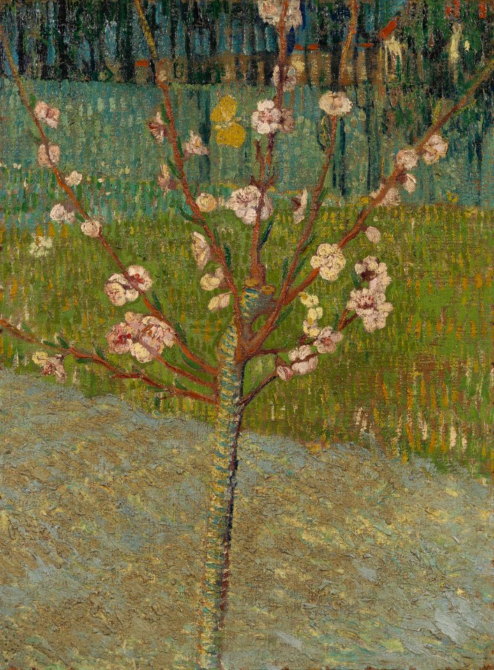 Amandelboom in bloei - s0035V1962 - Van Gogh Museum