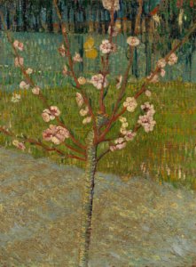 Amandelboom in bloei - s0035V1962 - Van Gogh Museum