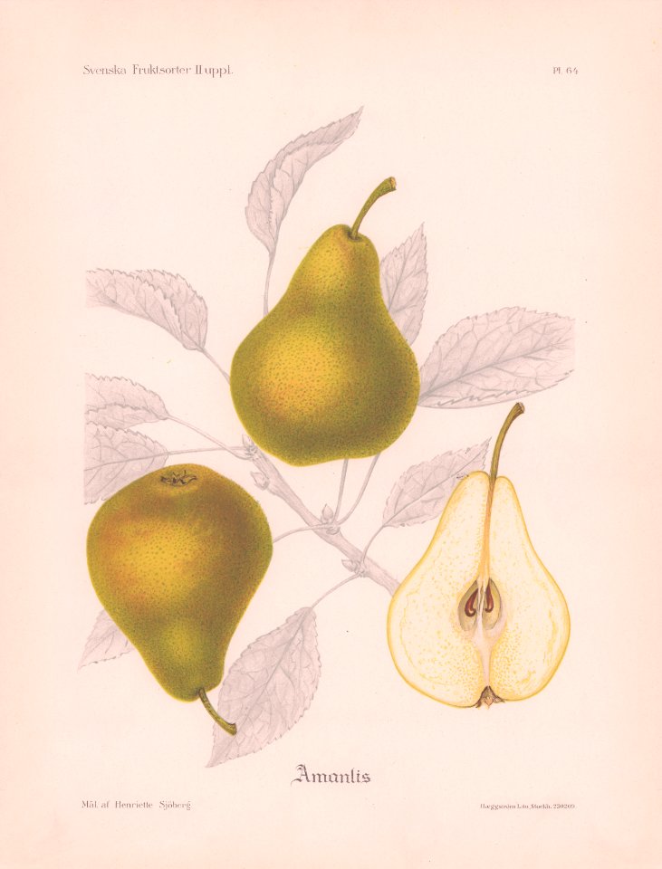 Amanlis H Sjöberg