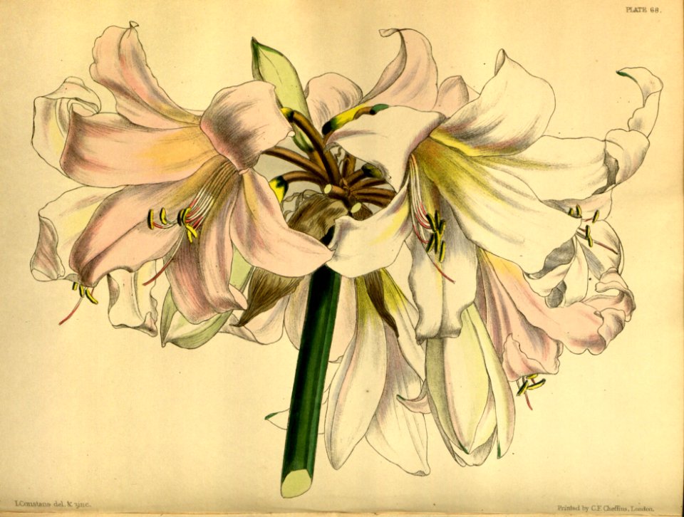 Amaryllis belladonna Paxton 068