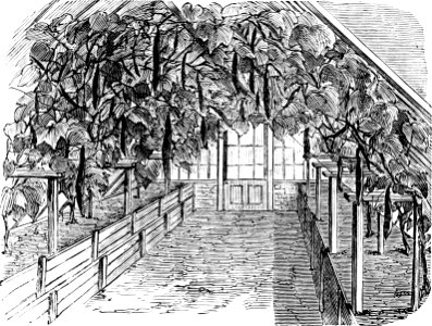 Amateurs Greenhouse Conservatory-0267