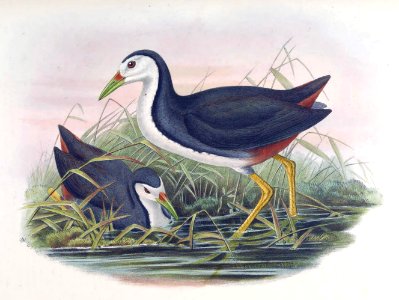 AmaurornisPhoenicurusGould