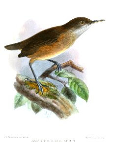 AmaurocichlaKempiKeulemans